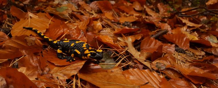 La salamandre tachetée, notre emblème local de l'éco-responsabilité