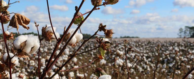 Le coton biologique représente uniquement 2 millions de tonnes sur 17 milliards de coton produit